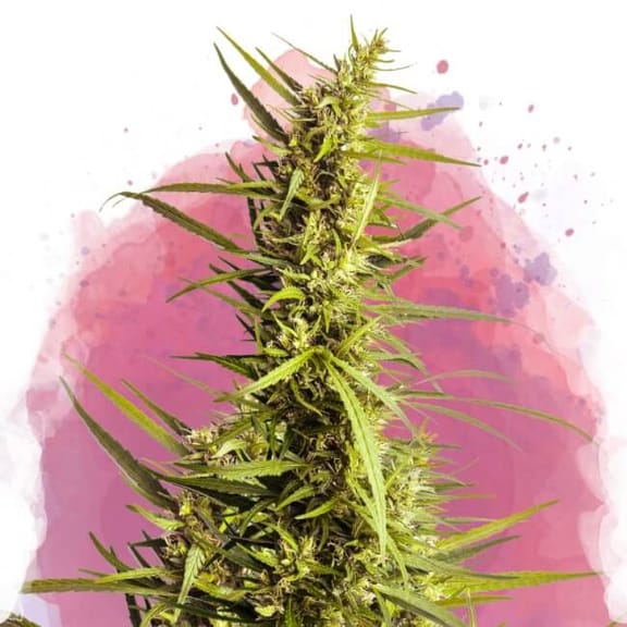 AK48 Auto Feminised Seeds-ak48-auto-nirvana