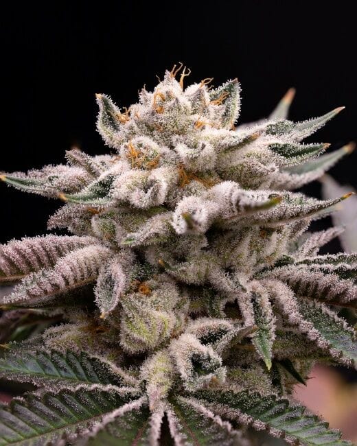 Elegant Pride Feminised Seeds-HLOG-ELPR-FEM