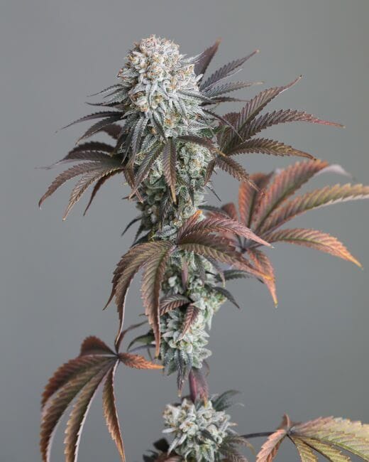 FLX Diesel Feminised Seeds-HLOG-FLXDI-FEM