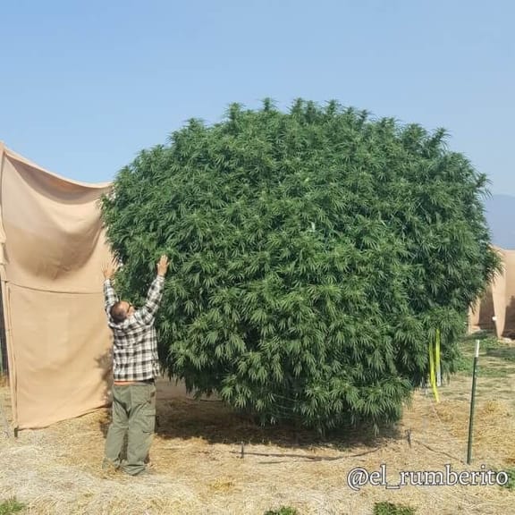 Baja Blast S1 Feminised Seeds-MOSCA-BABLS1-FEM