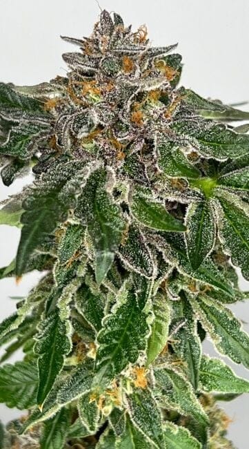Zerum Feminized Seeds-MOSCA-ZERU-FEM