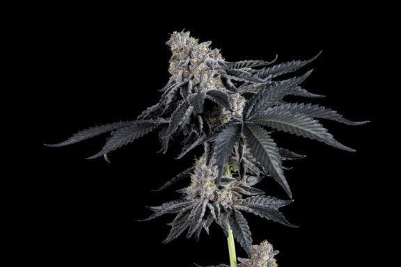 Rhapsody Feminized Seeds-MOSCA-RHAP-FEM
