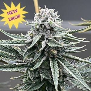 Watermelon Zaza S1 Feminised Seeds-MOSCA-WAZAS1-FEM