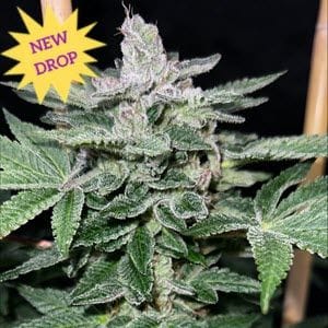 Raspberry Boogie S2 Feminised Seeds-MOSCA-RABOS2-FEM