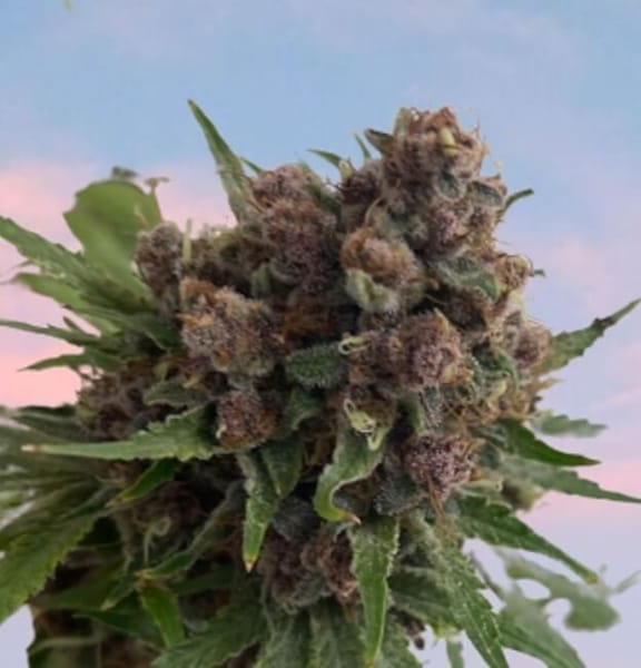 Venus Blue Feminised Seeds-MOSCA-VEBL-FEM