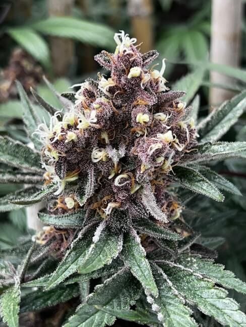Raspberry Pie Feminized Seeds-MOSCA-IPXRB-FEM