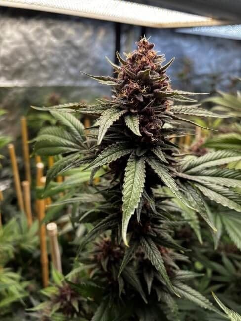 Raz-Boola Feminized Seeds-MOSCA-RSXRB-FEM