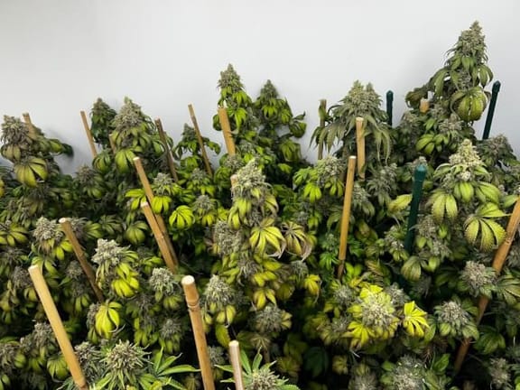 Indiana Bubble Gum S1 Feminised Seeds-MOSCA-IBGS1-FEM