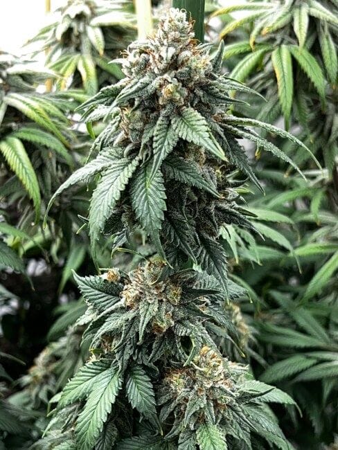 Indiana Bubble Gum BX Feminized Seeds-MOSCA-IBGBX-FEM