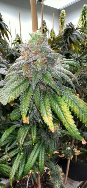 Supreme Planet Feminized Seeds-MOSCA-SUPL-FEM