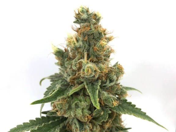 Cherry Soda Syrup Auto Feminised Seeds-MOSCA-CSS-AUTO-FEM