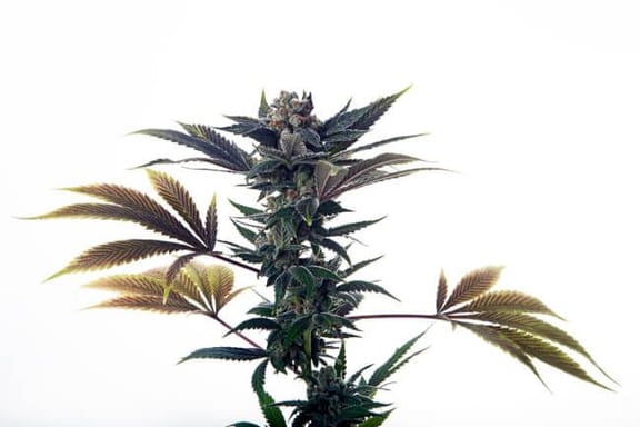Biscotti Ice Cream Auto Feminised Seeds-MOSCA-BIC-AUTO-FEM