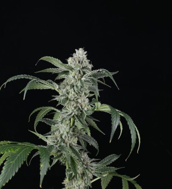 Larry Bubba Gelly Auto Feminised Seeds-MOSCA-LBG-AUTO-FEM