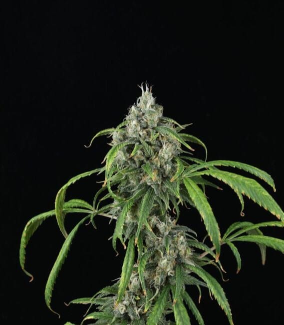 Mango Sky Auto Feminised Seeds-MOSCA-MASK-AUTO-FEM