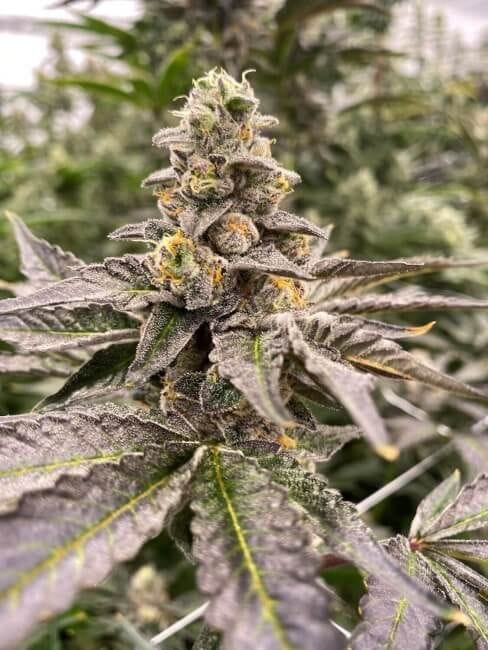 Gummy Mintz Auto Feminized Seeds-MOSCA-GUMI-AUTO-FEM