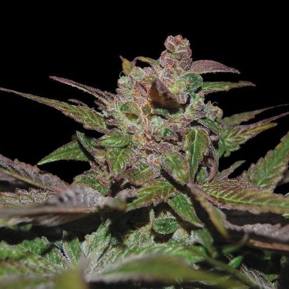 Purple Wreck Auto Feminised Seeds-DNA-PWREK-AUTO-FEM