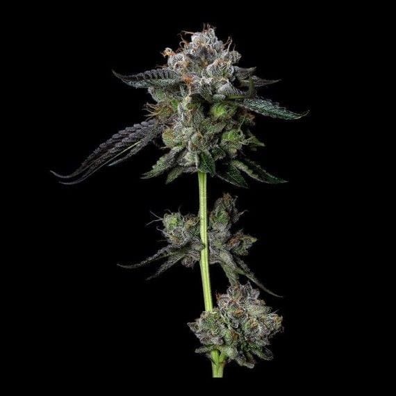 Four Prophets Regular Seeds-DNA-4PROPH-REG