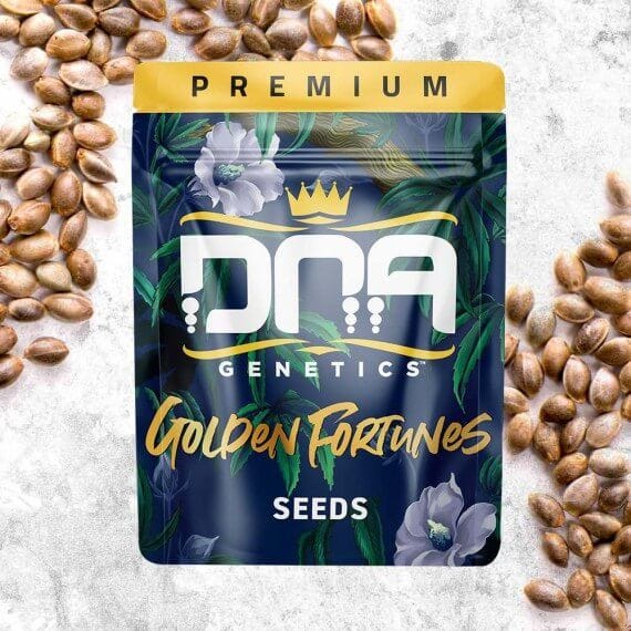 Golden Fortunes Regular Seeds-DNA-GFOR-REG