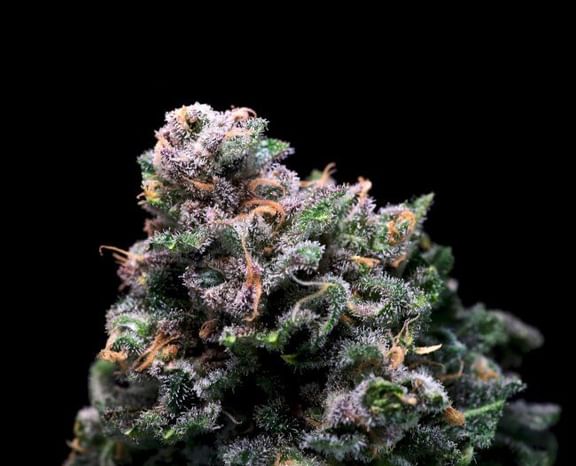 Tropical Cooler Feminised Seeds-ATL-TRCO-FEM