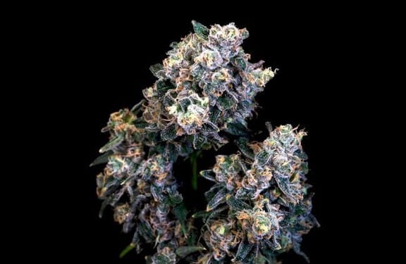 Super Sour Runtz Feminised Seeds-ATL-SSR-FEM