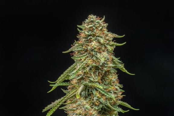 Turtle Taffy Auto Feminised Seeds-ATL-TTAF-AUTO-FEM