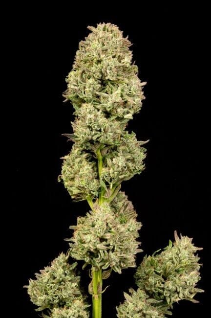 Pilot Light Auto Feminised Seeds-ATL-PL-AUTO-FEM