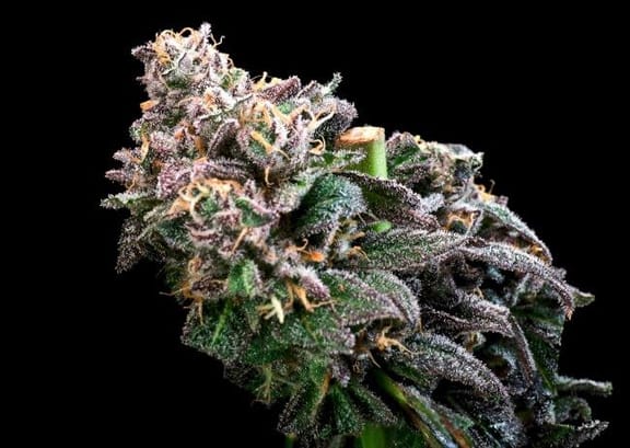 Crazy Train Fast Feminised Seeds-ATL-CRTR-FAST-FEM