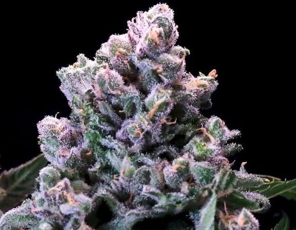 Huckleberry Pie Fast Feminised Seeds-ATL-HUCKP-FAST-FEM