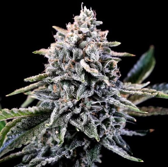 Laundry List Feminized Seeds-ATL-LL-FEM