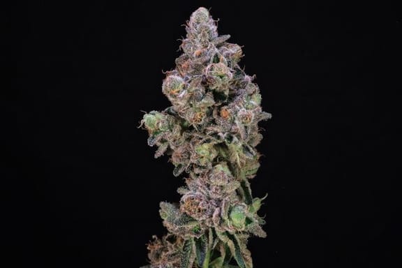 Blueberry Swirl Feminised Seeds-ATL-BLSW-FEM