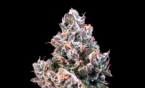 Space Station Feminised Seeds-ATL-SPSTA-FEM
