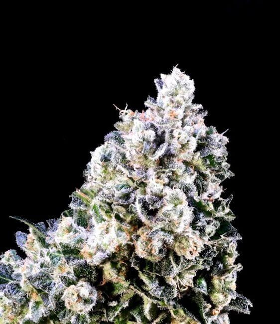 Laundry Shaman Feminized Seeds-ATL-LSH-FEM