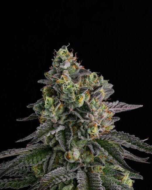 A.B. Parfait Feminized Seeds-COM-ABPA-FEM