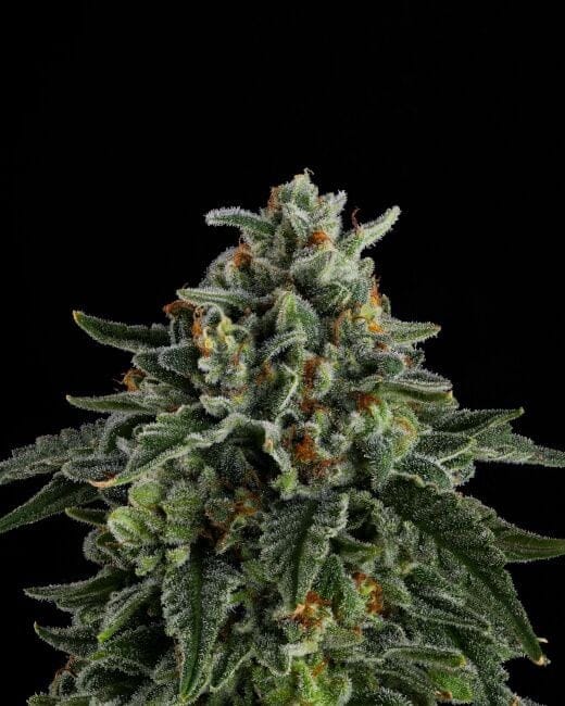Jet Puft Feminized Seeds-COM-JEPU-FEM