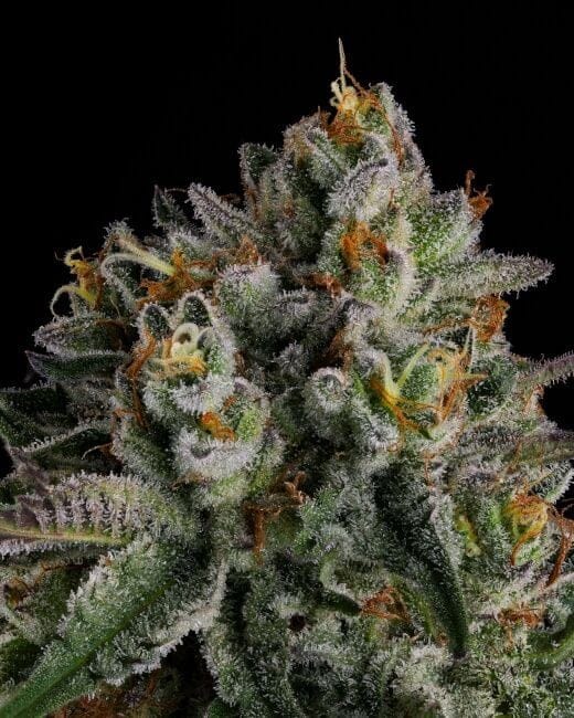 OC Oranges Feminised Seeds-COM-OCOR-FEM