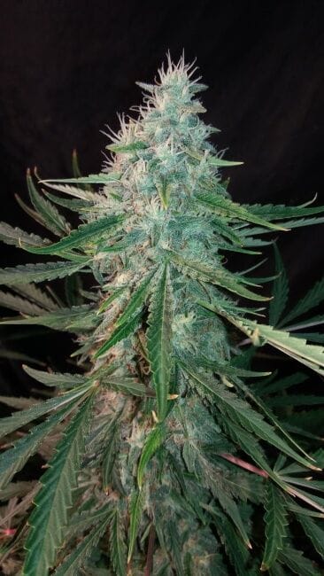 ManBearAlienPig Auto Feminised Seeds-MEPH-MBAPIG-AUTO-FEM
