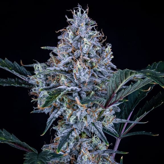 Sundae Thumper Auto Feminised Seeds-MEPH-SUNTH-AUTO-FEM