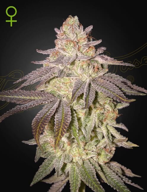 Black Toffee Auto Feminised Seeds-GH-BLTOF-AUTO-FEM