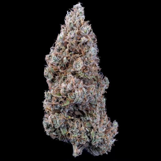 Crème Bubbly Auto Feminised Seeds-MEPH-CRBUBBLY-AUTO-FEM