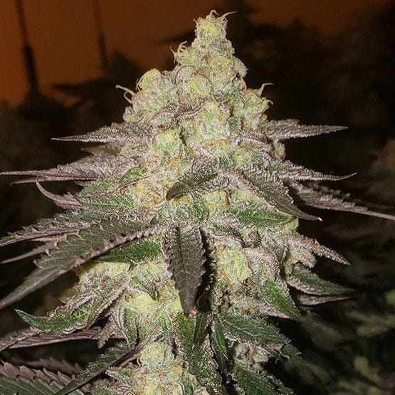 Banana Daddy RBX2 Auto Feminisiert Saatgut-ETHO-BADA-AUTO-FEM