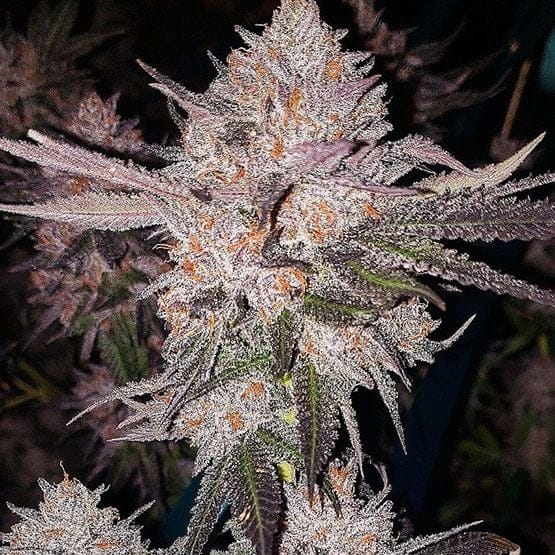 OG Kush Auto Feminised Seeds-ETHO-OGKU-AUTO-FEM