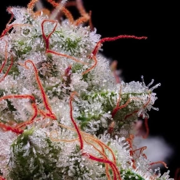 Peach Crescendo RF3 Auto Feminized Seeds-ETHO-PECR-AUTO-FEM