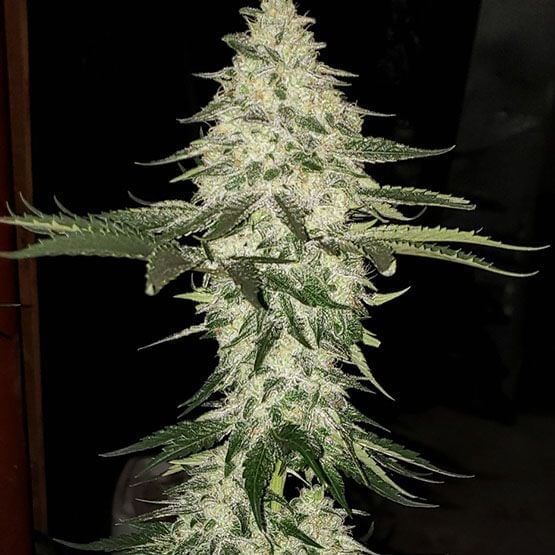 Planet of the Grapes Auto Feminised Seeds-ETHO-POTG-AUTO-FEM
