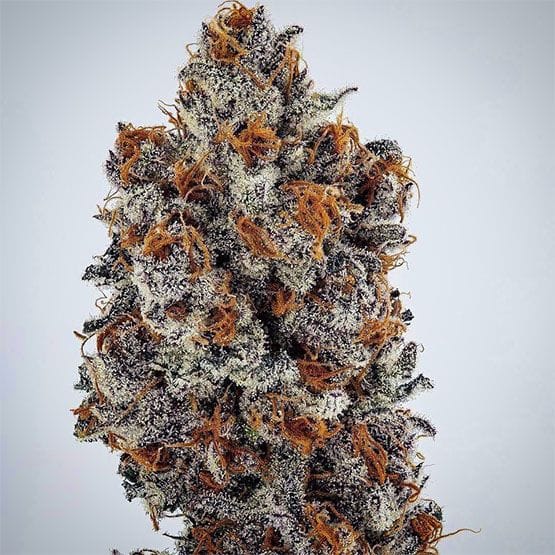 Banana Hammock RBX Feminised Seeds-ETHO-BAHARBX-FEM