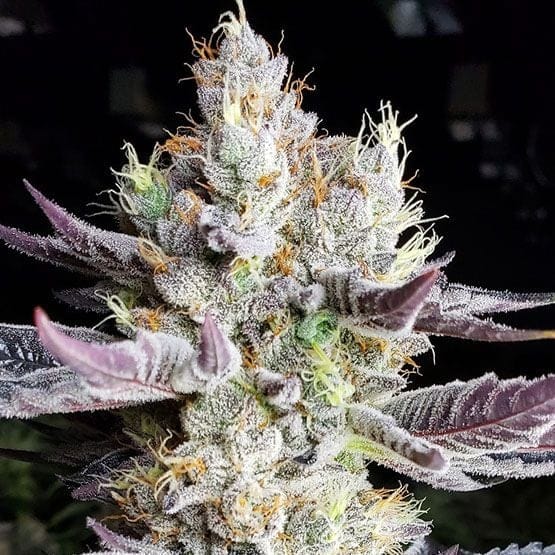 BooBerry Cookies RBX Feminised Seeds-ETHO-BBCORBX-FEM