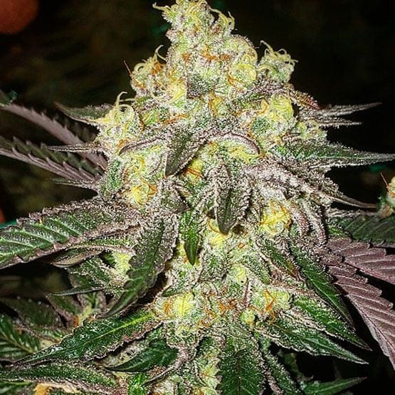 Candy Store RBX Feminised Seeds-ETHO-CASTRBX-FEM