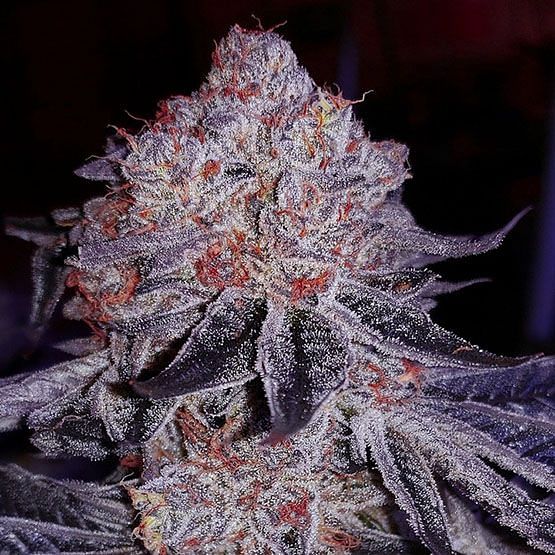 Cherry Gar-See-Ya R1 Feminised Seeds | Buy from Seedsman | Seedsman since 2002 Cherry Gar-See-Ya R1 Feminised Seeds | Buy from Seedsman | Seedsman since 2002