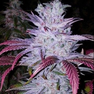 Early Lemon Berry RBX Feminized Seeds-ETHO-ELBRBX-FEM