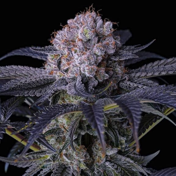 Grape Balls of Fire RBx Feminized Seeds-ETHO-GBOFRBX-FEM