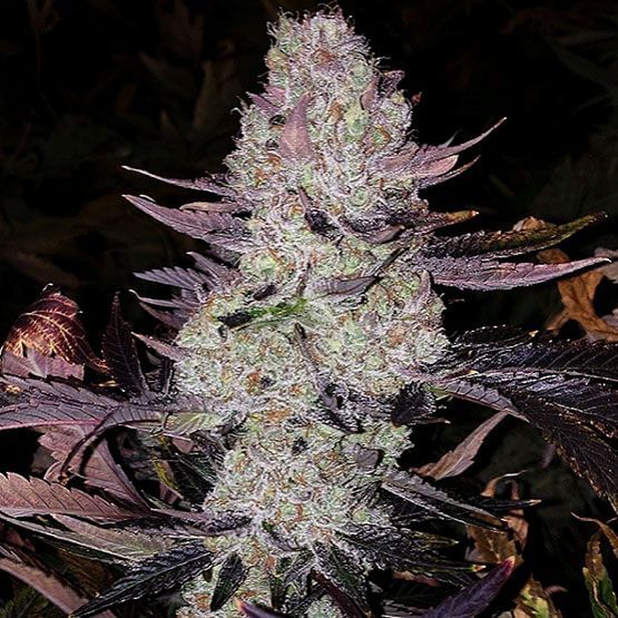 Grape Diamonds R2 Feminised Seeds-ETHO-GRDIR2-FEM